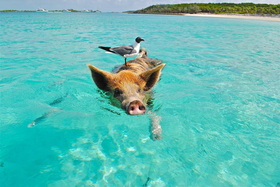 6 Reasons Swimming with Pigs in the Bahamas Will Change Your Life