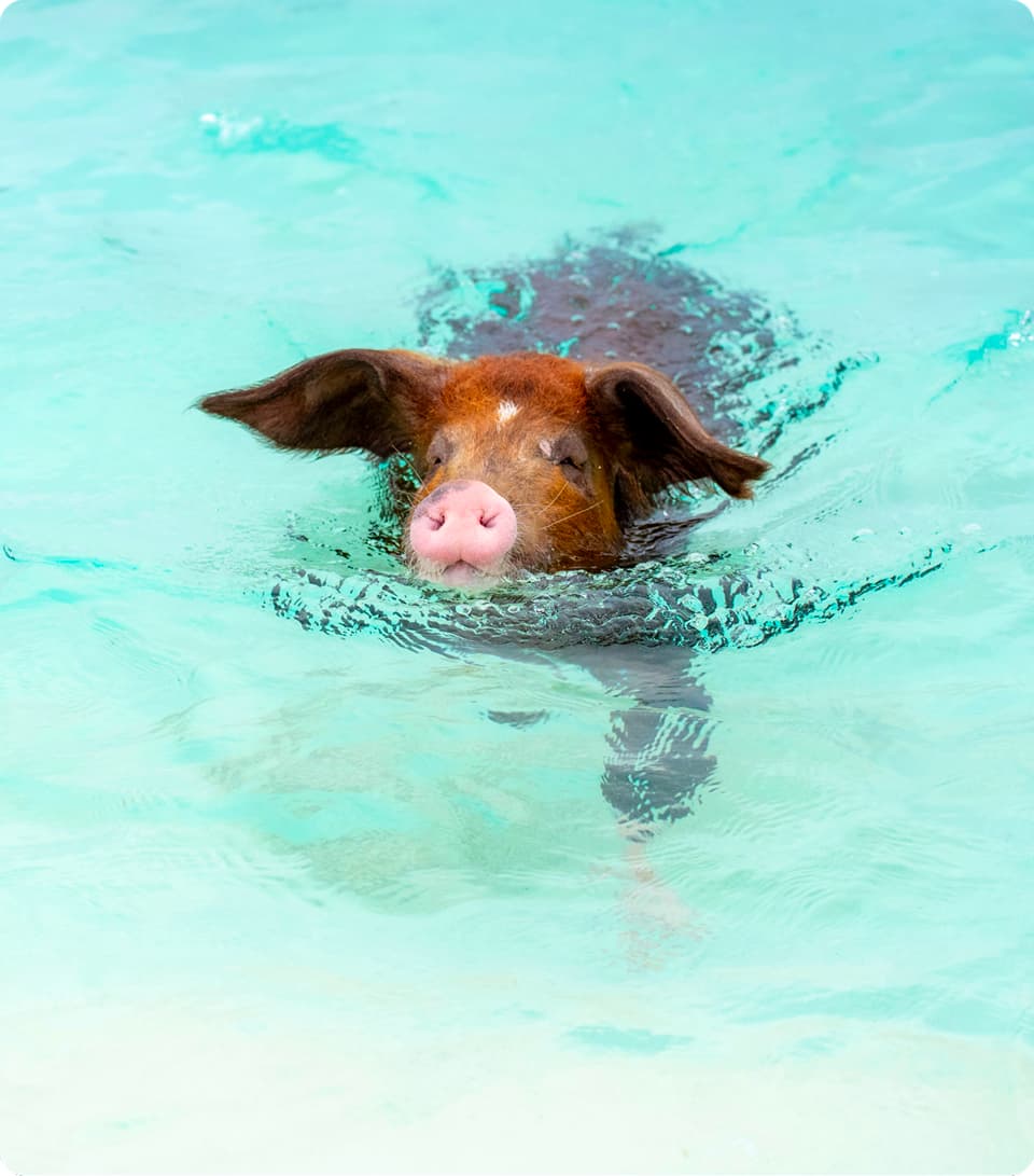 The Swimming<br />Pigs ( at Sandy Toes )