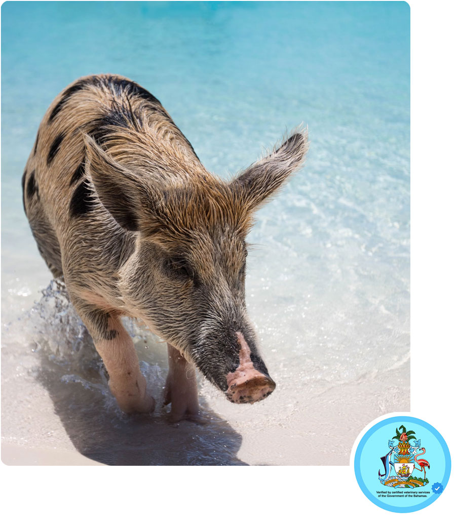 Swimming with the pigs.