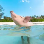 Sandy Toes | Bahamas Excursions